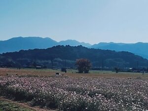奈良県橿原市の香久山とその麓に広がる田畑の風景