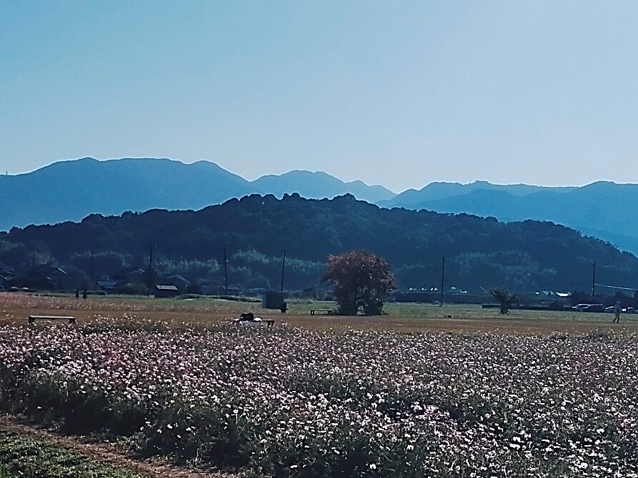 奈良県橿原市の香久山とその麓に広がる田畑の風景