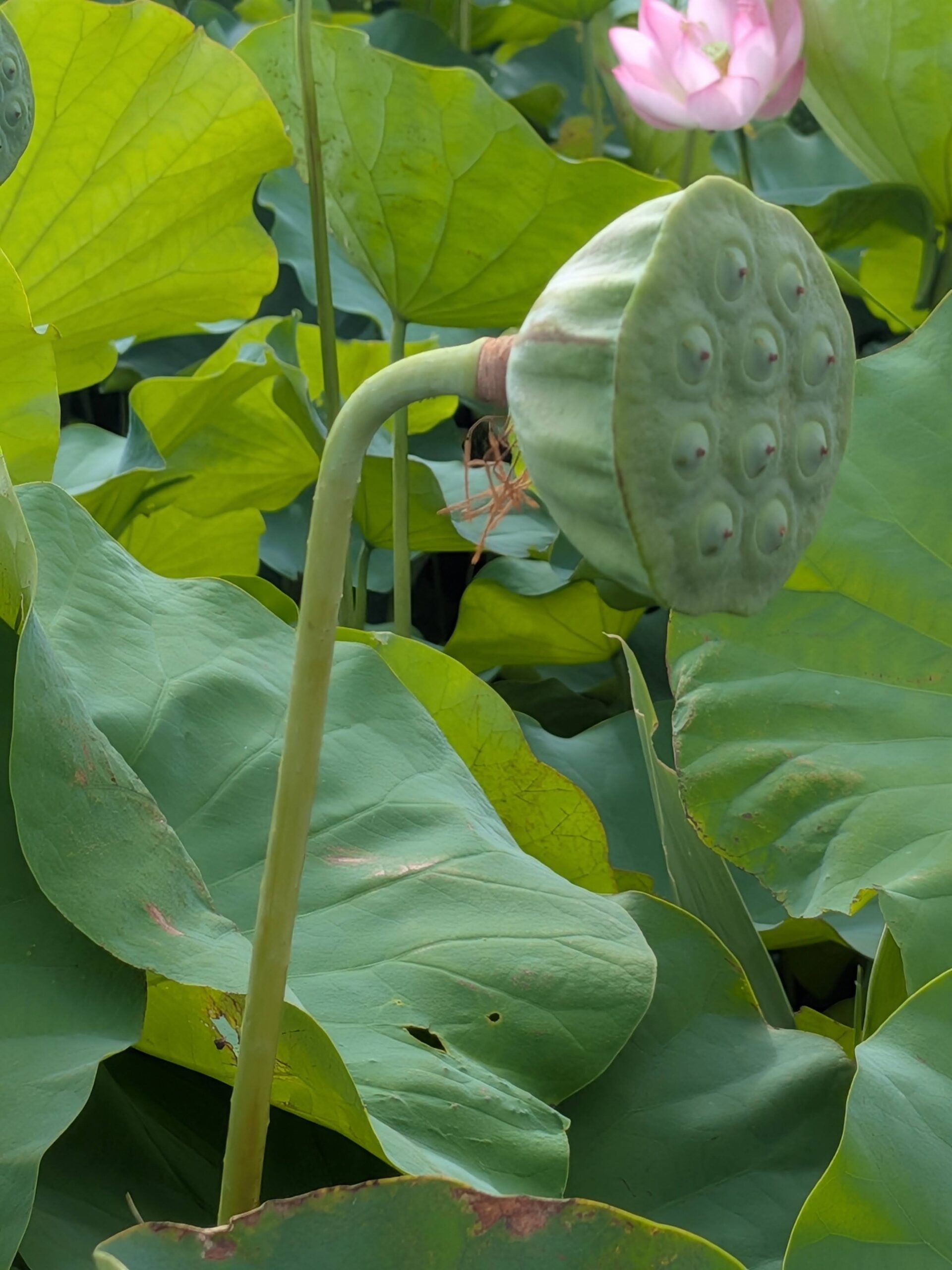 奈良県橿原市・藤原宮跡で撮影した、シャワーヘッドのように見える蓮の花托